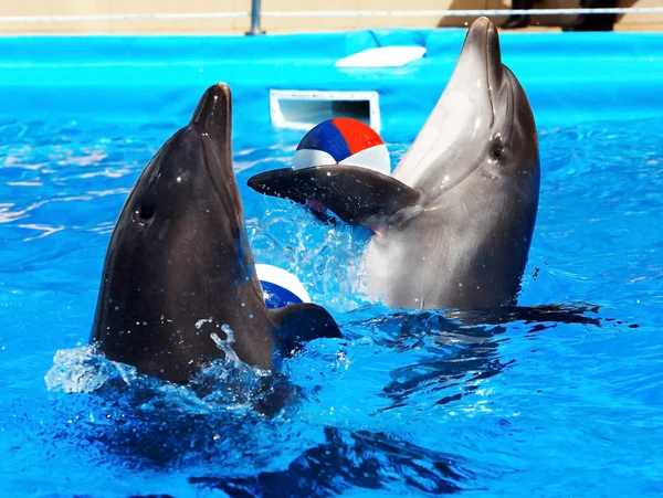 Delfín en agua azul . —  Fotos de Stock