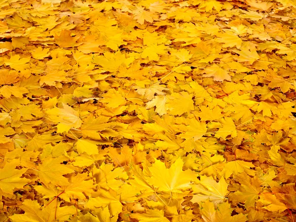 Achtergrond groep herfst oranje bladeren. — Stockfoto