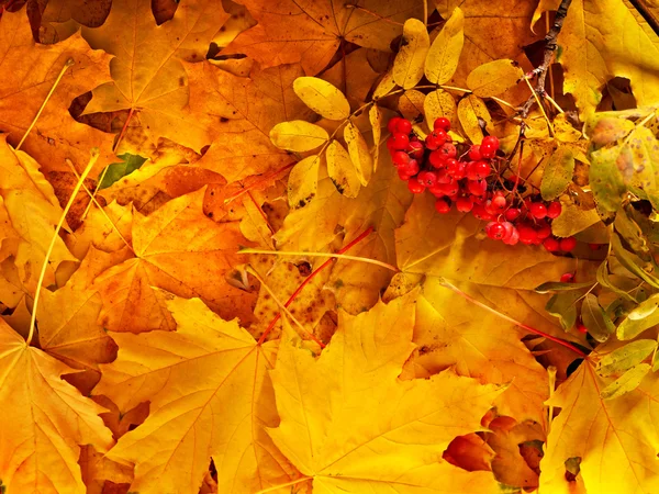 Háttér csoport őszi narancs levelek. — Stock Fotó
