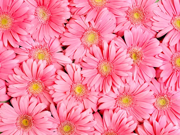 Background of flower. — Stock Photo, Image