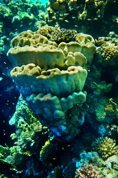 stock image Group of coral fish water.