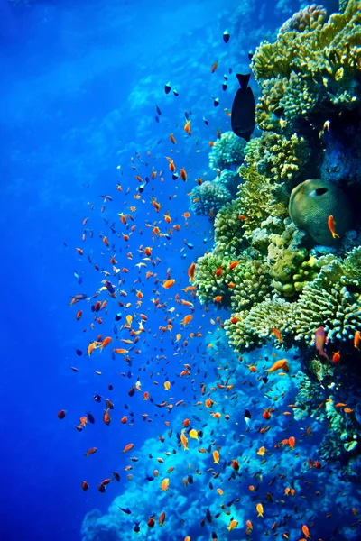 サンゴ礁の魚の水のグループ. — ストック写真