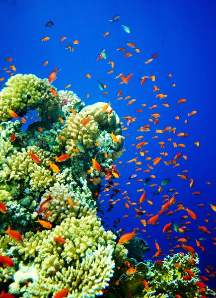 Group of coral fish water. — Stock Photo, Image