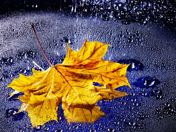 Yellow autumn leaf floating on water with rain. — Stock Photo, Image