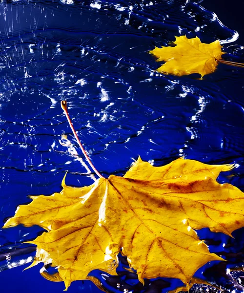 Gele Herfstblad drijvend op het water met regen. — Stockfoto