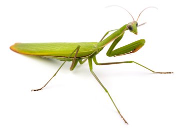 Mantis clipart