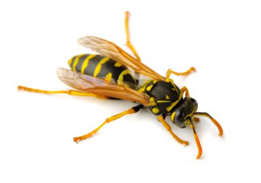 Wasp isolated clipart