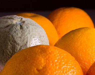 Macro image of orange with mold clipart