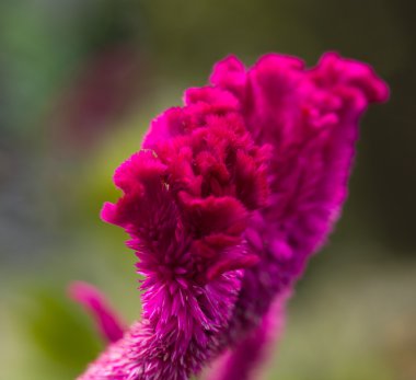 parlak kırmızı cockscomb çiçek