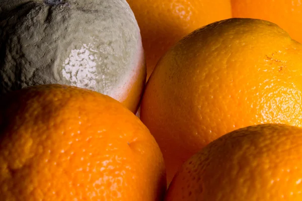 Macro image of orange with mold — Stock Photo, Image
