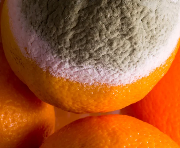 Macro image of orange with mold — Stock Photo, Image