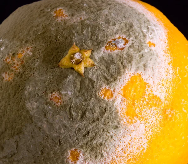 オレンジ色のカビのマクロ画像 — ストック写真