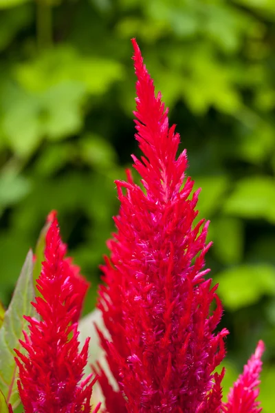 Leuchtend rote Hahnenkamm-Blüten — Stockfoto