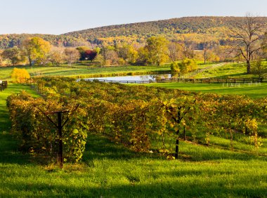 Vineyard row leads to fall trees clipart