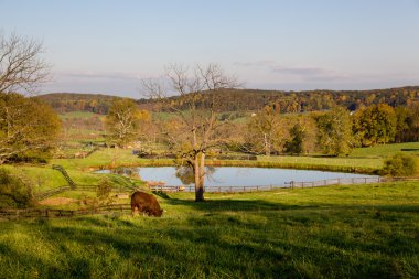 Bull grazes in meadow by lake in fall clipart