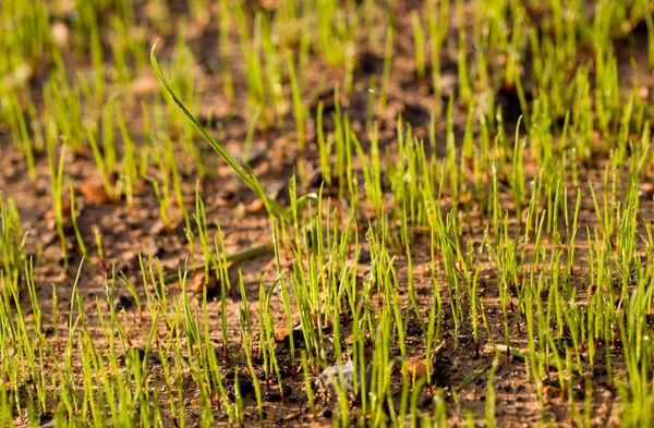 Yeni ekilen çim tohumları büyümeye başlar. — Stok fotoğraf