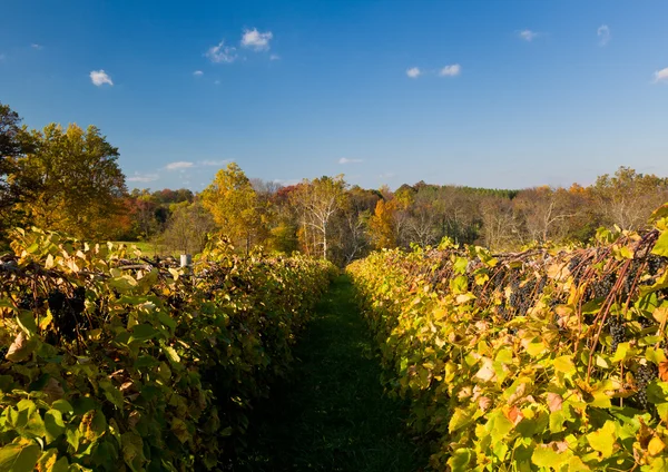 Vineyard row leads to fall trees — Stock Photo, Image