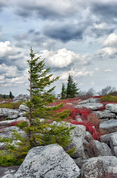 Windswept pine tree in rocky landscape