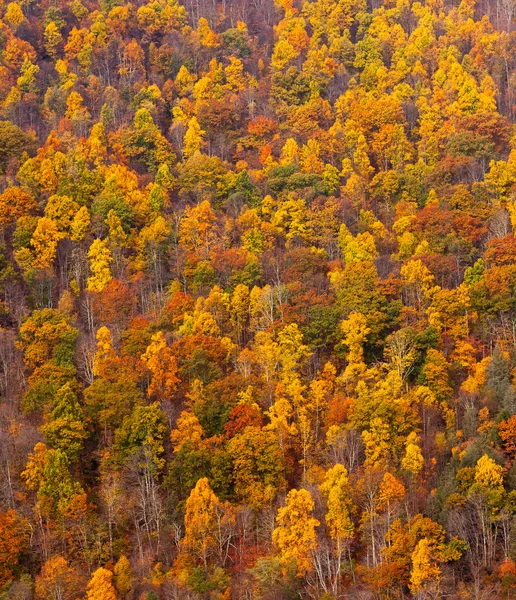 Barevný podzim listí na svahu — Stock fotografie