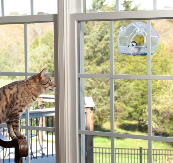 Gato observando pássaro no alimentador — Fotografia de Stock