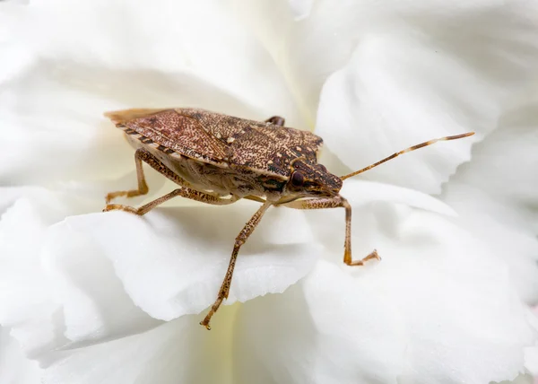 Stink or shield bug on carnation — Stock Photo, Image
