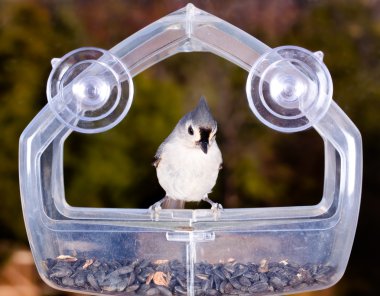 Tufted Titmouse on feeder clipart