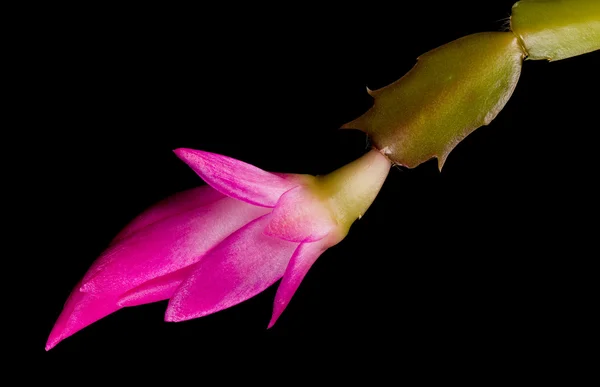 Christmas Cactus Flower — Stock Photo, Image