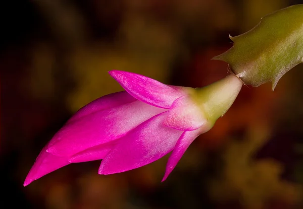 Kaktus bożonarodzeniowy kwiat — Zdjęcie stockowe