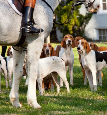 American Foxhounds before a hunt clipart