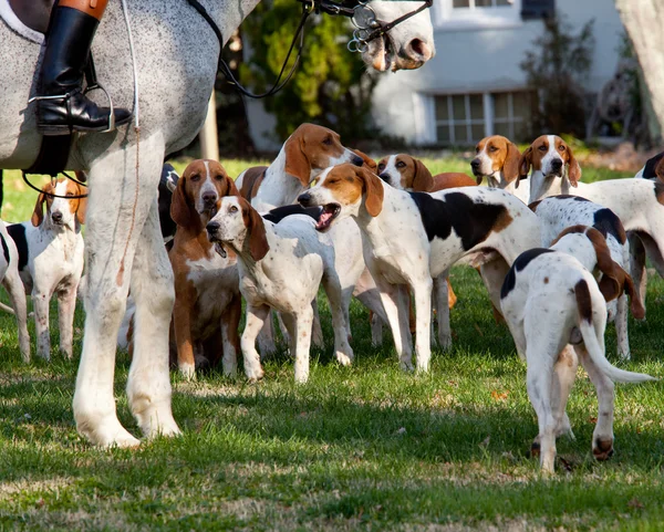 stock image American Foxhounds before a hunt