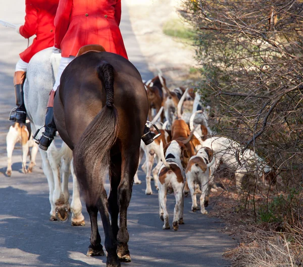 American Foxhounds before a hunt — Stock Photo, Image