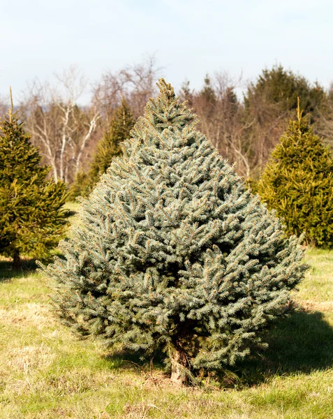Fraser-Tanne-Weihnachtsbaum auf Bauernhof — Stockfoto