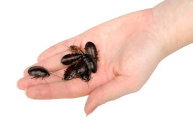 Pile of cockroaches in the hand clipart