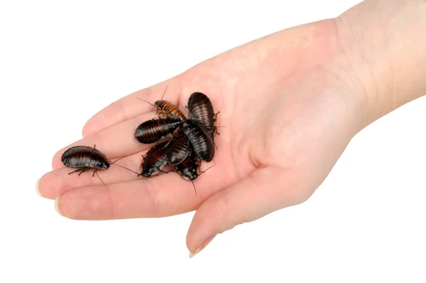 Stapel van kakkerlakken in de hand — Stockfoto