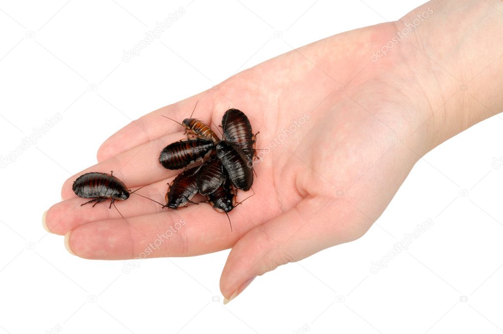 Pile of cockroaches in the hand