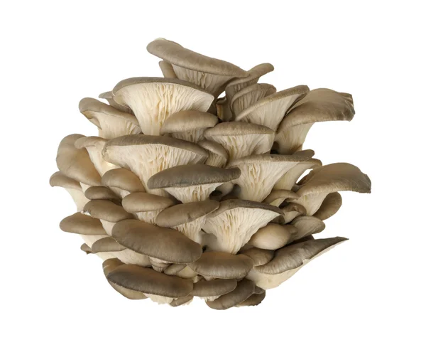 stock image Oyster mushroom