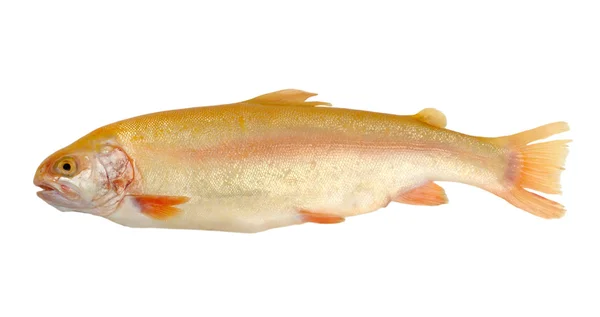 Rainbow trout — Stock Photo, Image