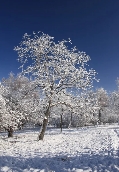 Stock image Winter landscape