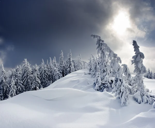 Winterbäume — Stockfoto
