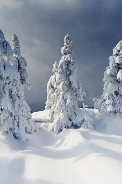 stock image Winter trees