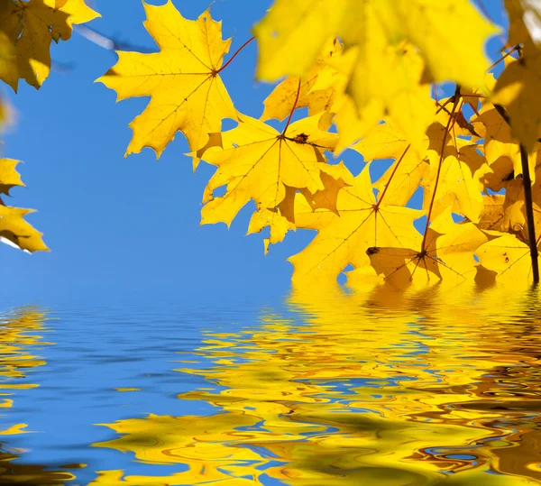 Осіннє листя Zdjęcie Stockowe
