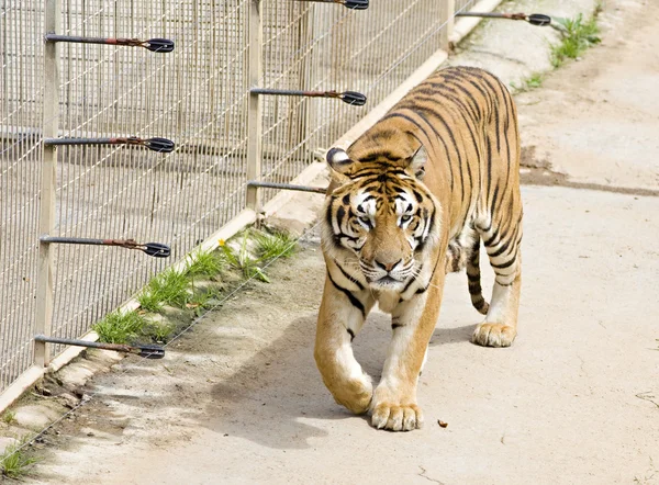 Tigre da vida selvagem em um zoológico — Fotografia de Stock