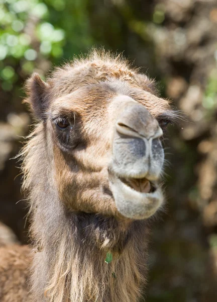 Camello animal — Foto de Stock