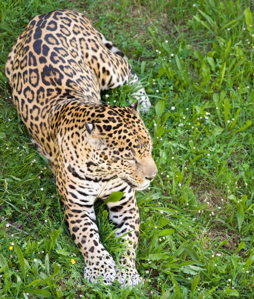 Leopardo pantera — Fotografia de Stock