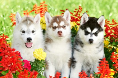 çimenlerin üzerinde üç Sibirya husky yavrusu
