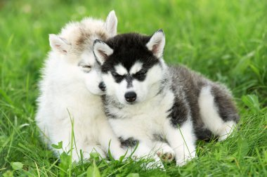 çimenlerin üzerinde iki Sibirya husky yavrusu