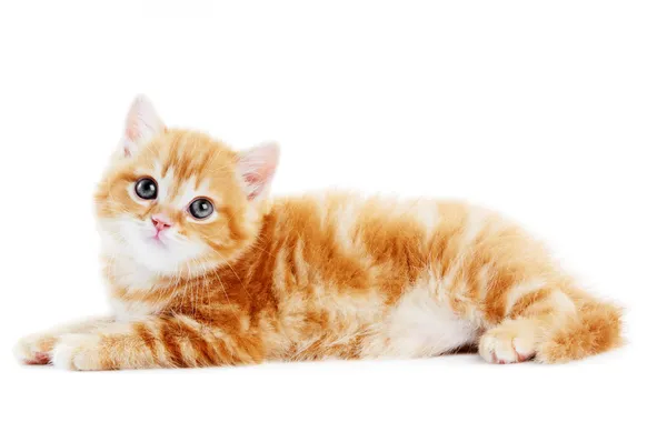 Britanya ile ilgili stenografi kedi kedi izole — Stok fotoğraf