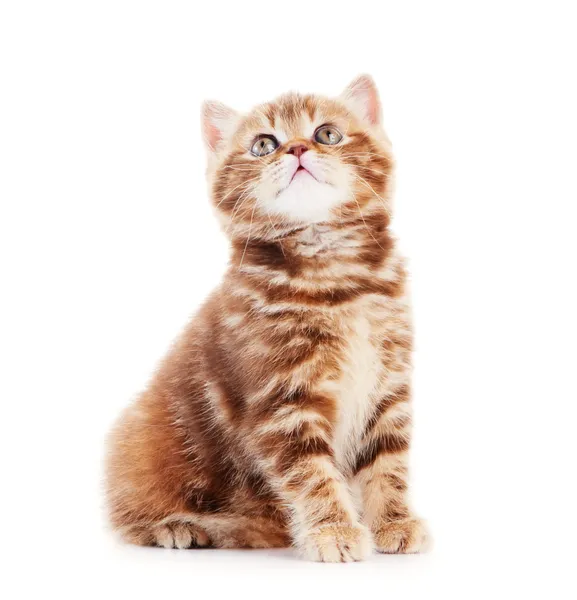Brittisk korthår kattunge katt isolerade — Stockfoto