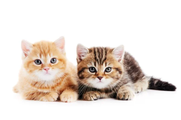 stock image Little british shorthair kittens cat