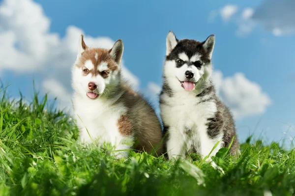 Twee Siberische husky pup op gras — Stockfoto